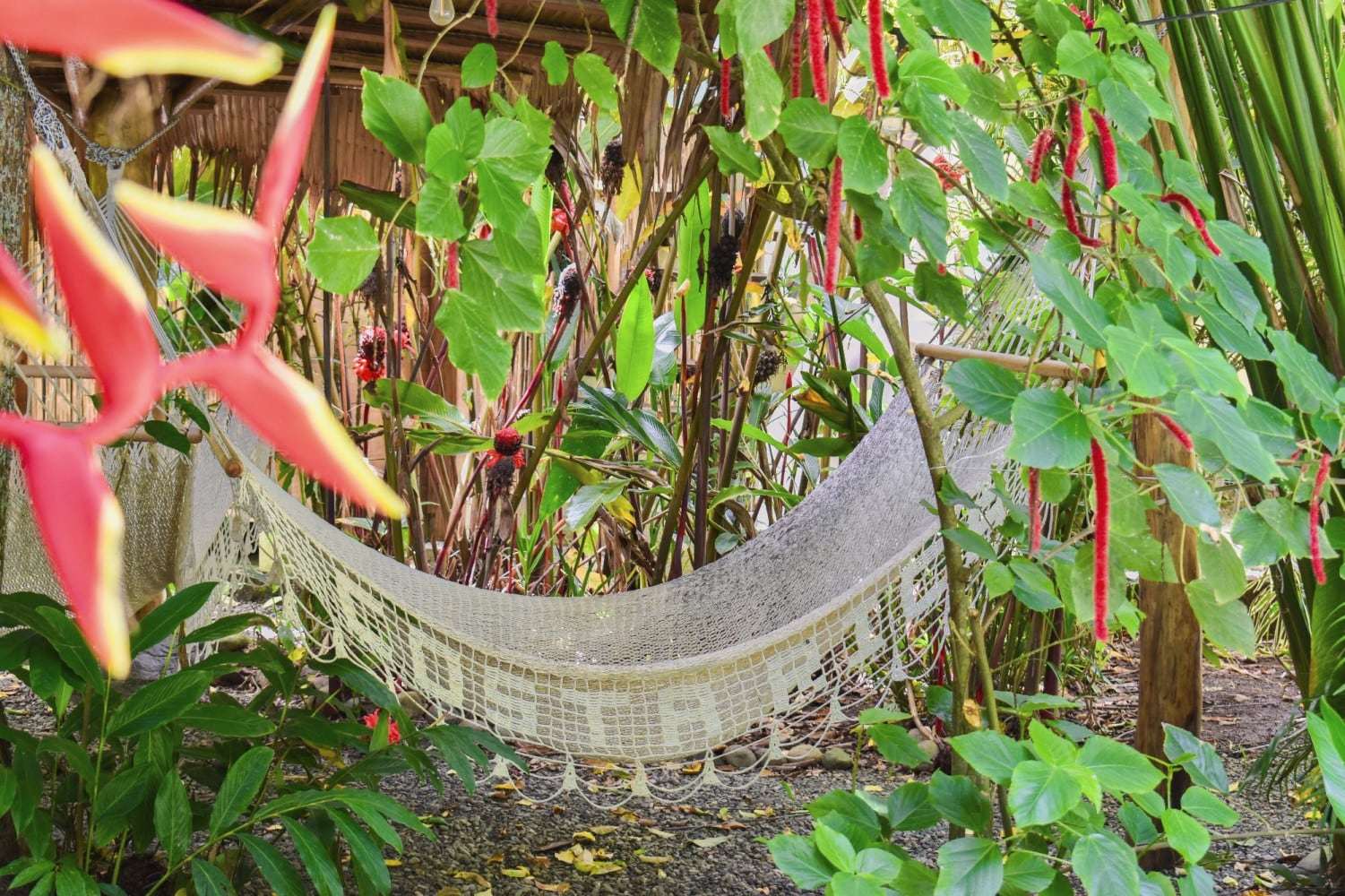 White macramé hammock in the garden among red heliconias and hanging red flower spikes