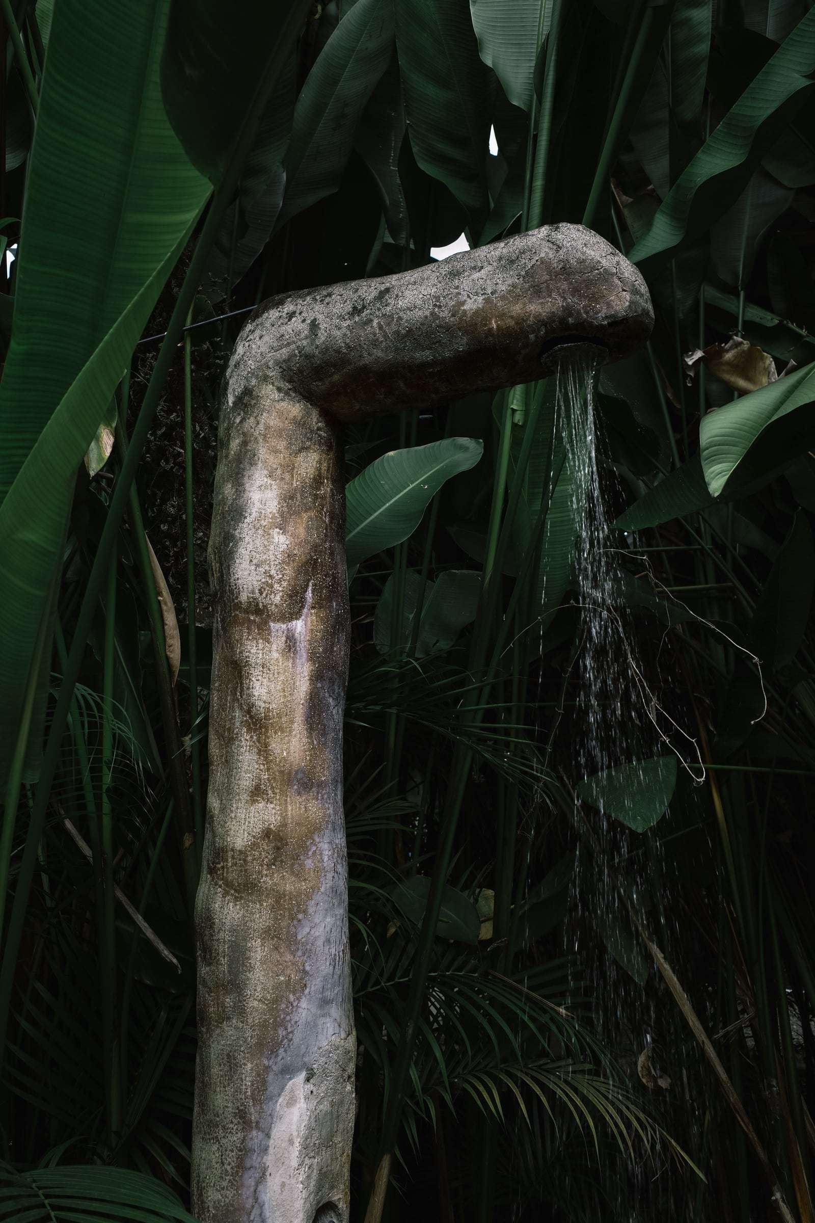 Water pouring from a log-shaped spout among banana leaves and palms