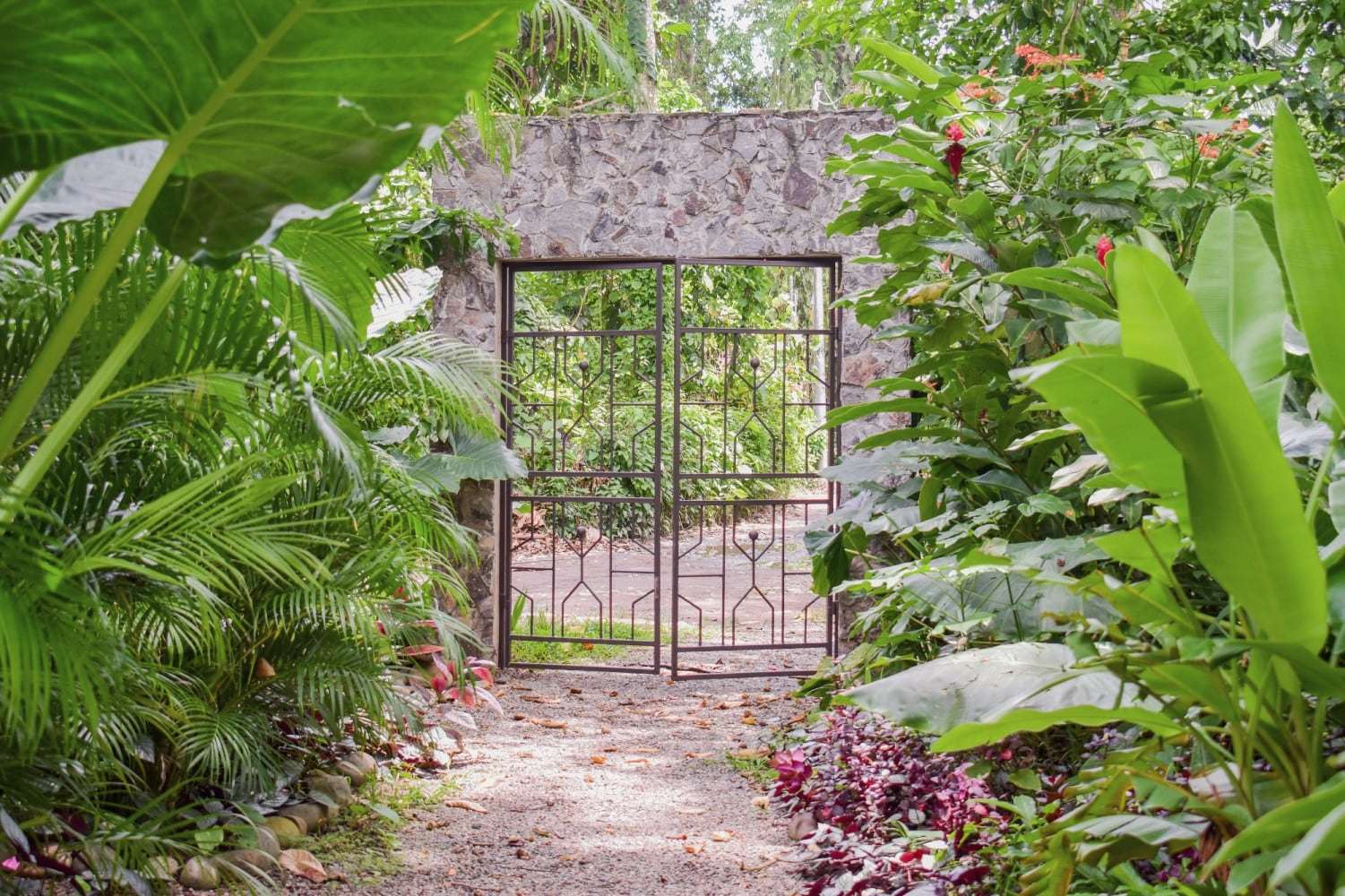 Wrought-iron gate in a stone wall at the end of a gravel garden path, framed by palms and red flowers