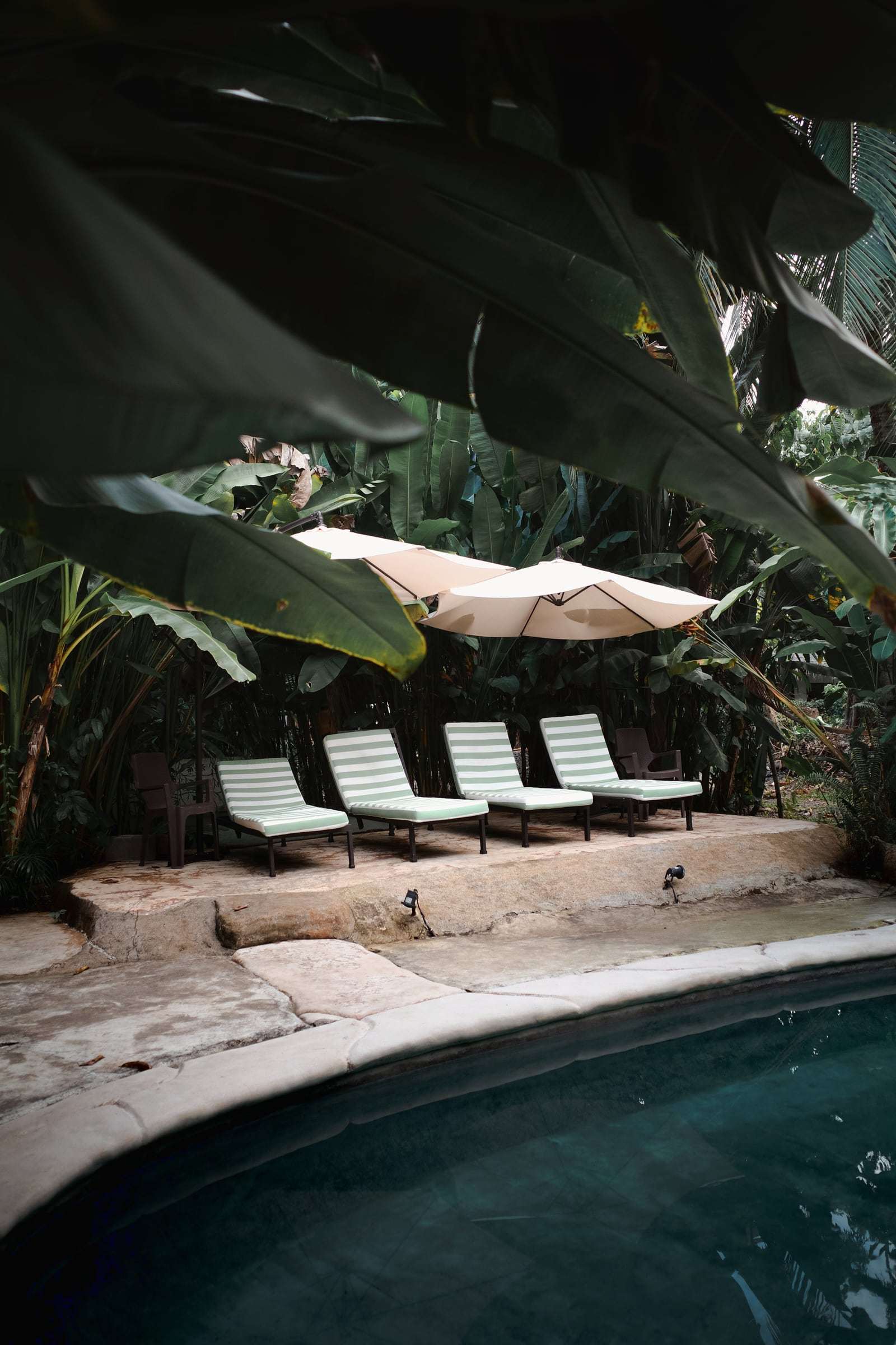 Green-striped loungers and white umbrellas above the pool, framed by dark banana leaves