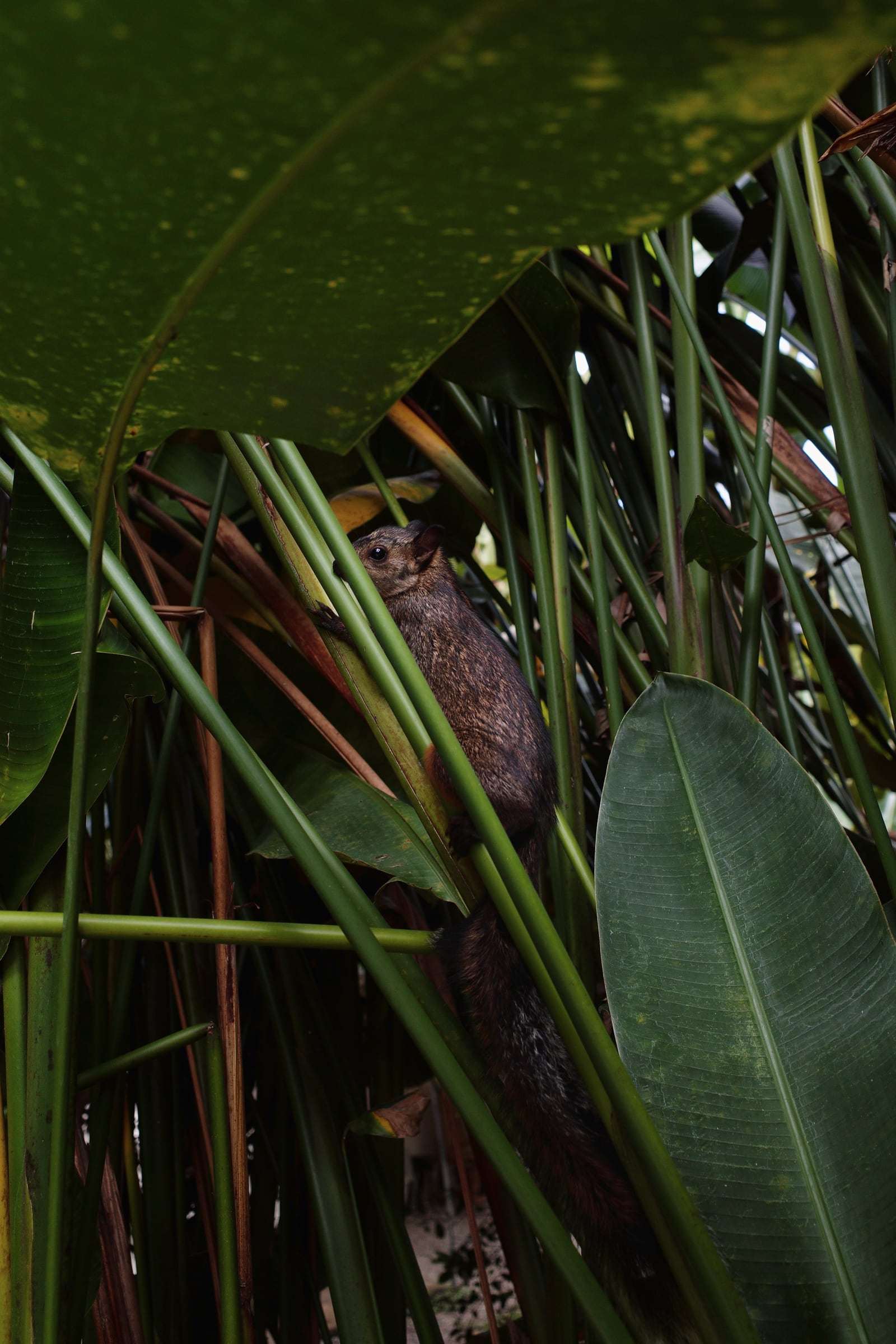 Variegated squirrel climbing among heliconia stems in the garden